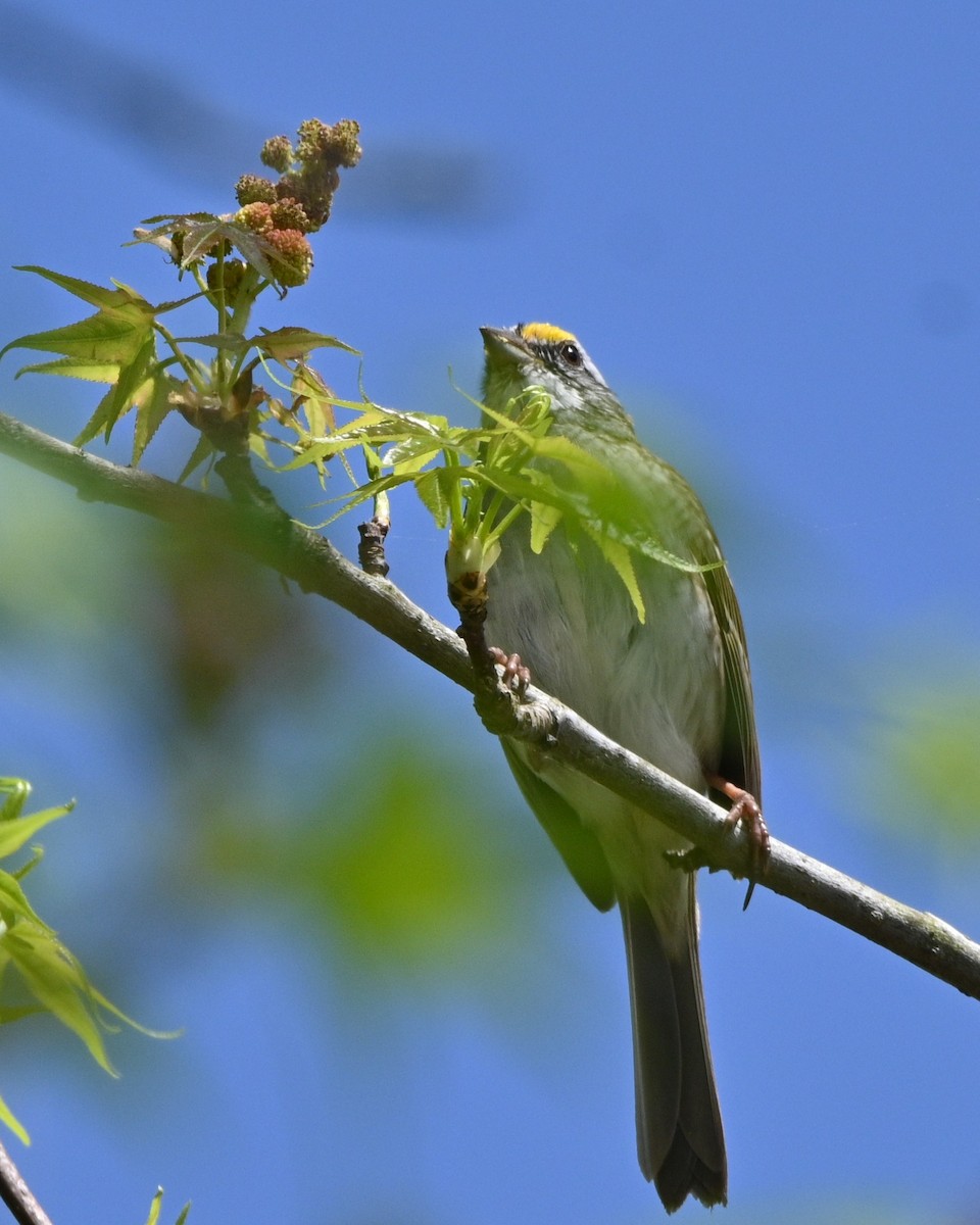 White-throated Sparrow - Lynn Kohler