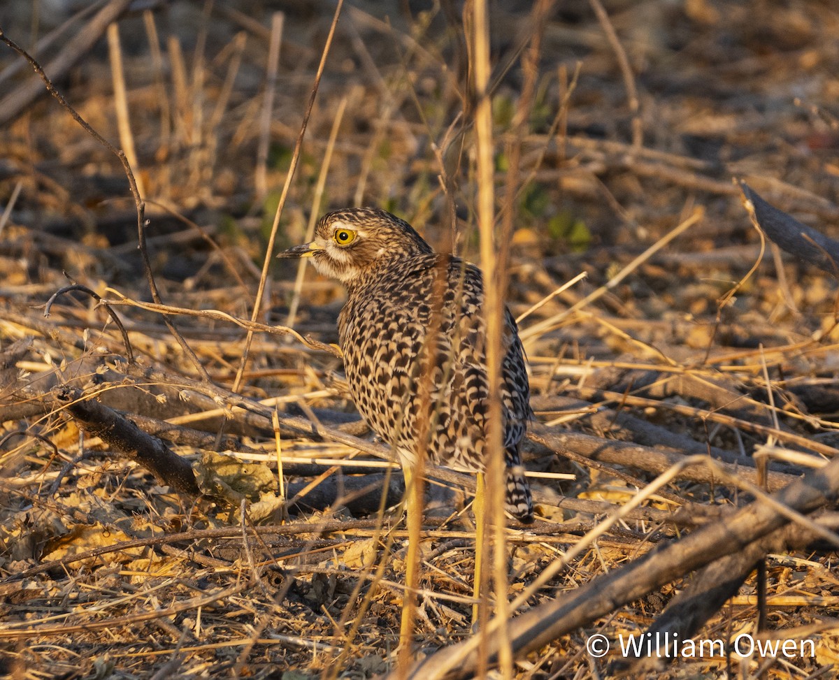 Spotted Thick-knee - Will Owen