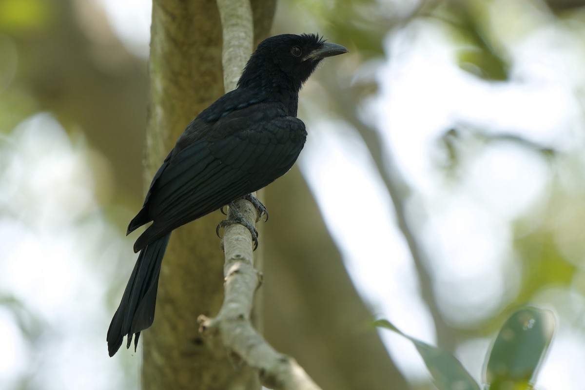 Greater Racket-tailed Drongo - ML617600605