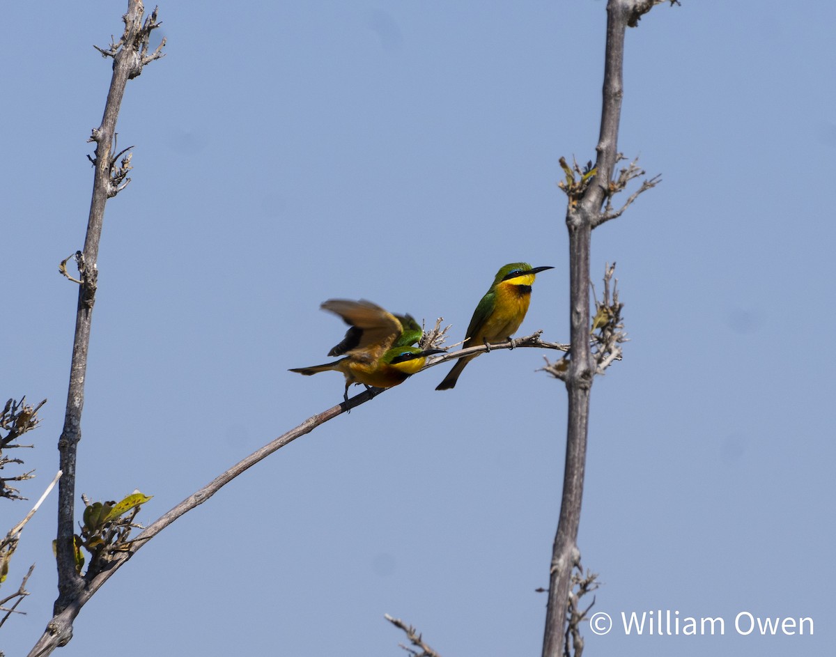 Little Bee-eater - Will Owen