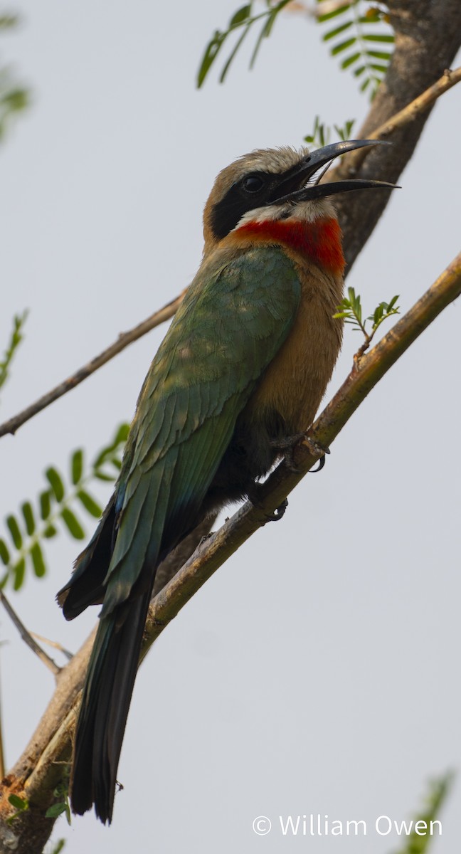 White-fronted Bee-eater - ML617600614