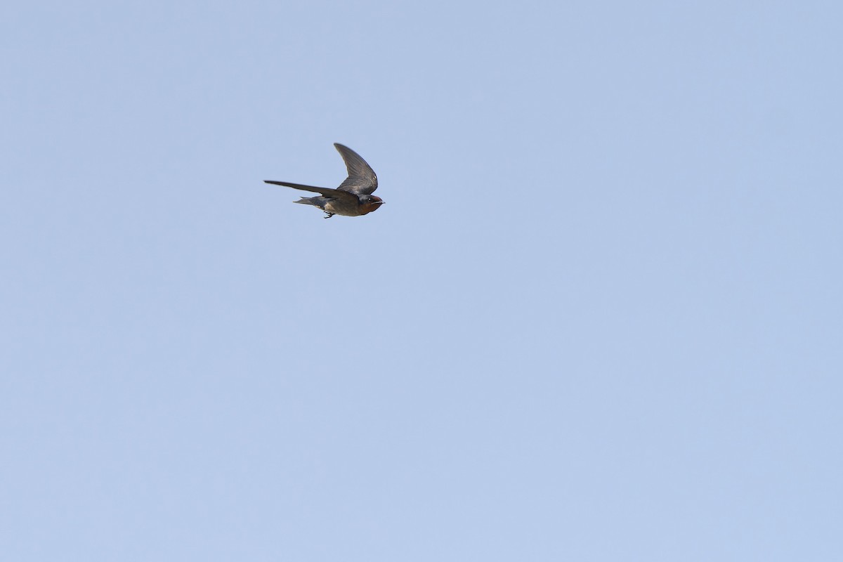 Pacific Swallow (Pacific) - ML617600618