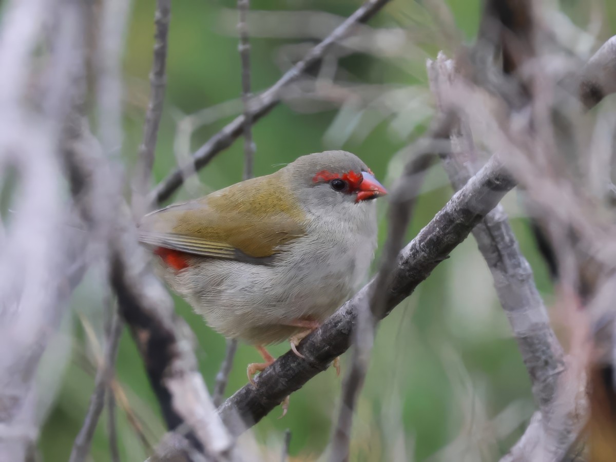 Red-browed Firetail - ML617600702