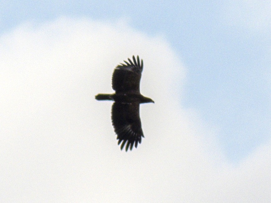 Greater Spotted Eagle - Stanislav Cherepushkin