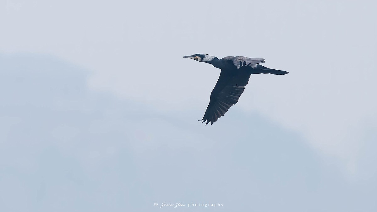 Great Cormorant - Zichen  Zhou