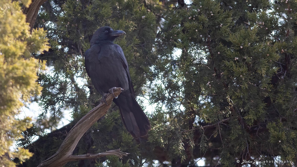 Large-billed Crow (Large-billed) - Zichen  Zhou