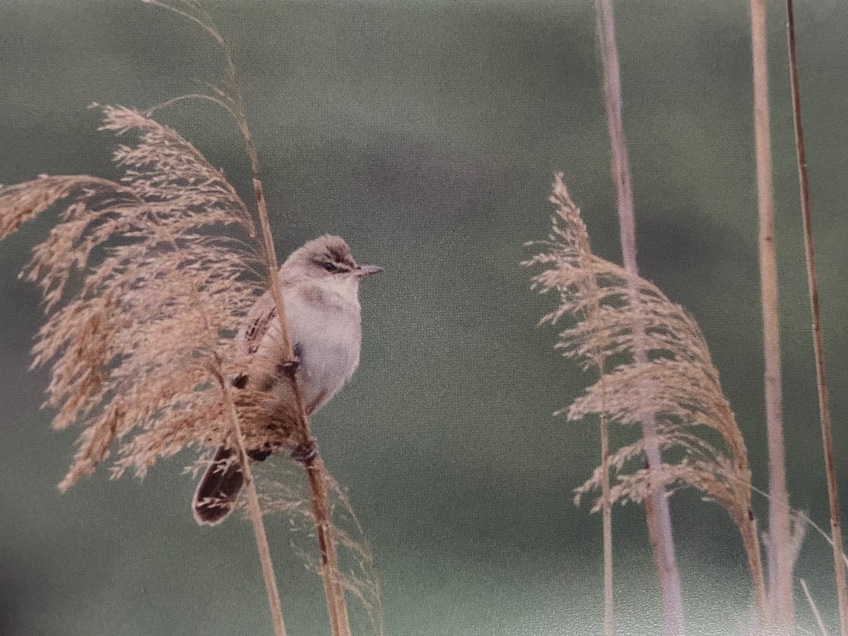 Great Reed Warbler - Hans van der Hoeven