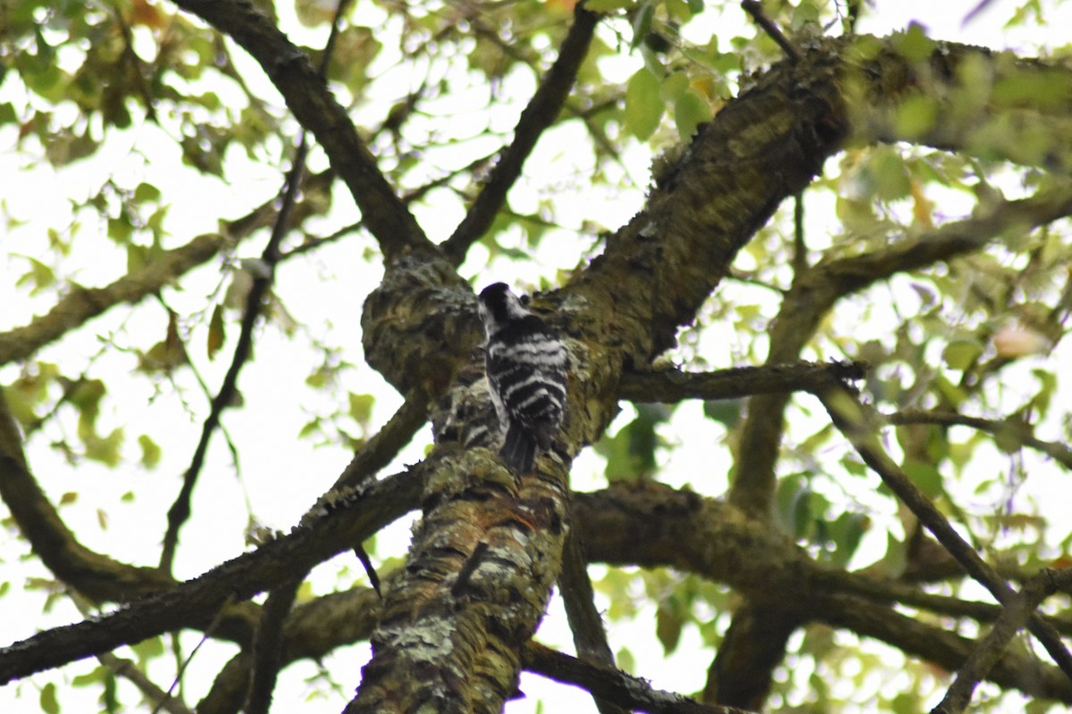 Lesser Spotted Woodpecker - João Ferreira da Silva