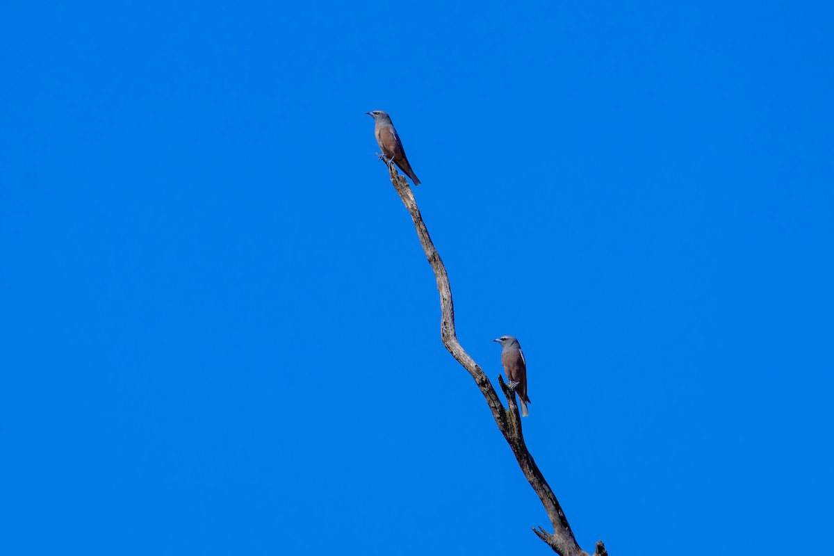 White-browed Woodswallow - James Churches