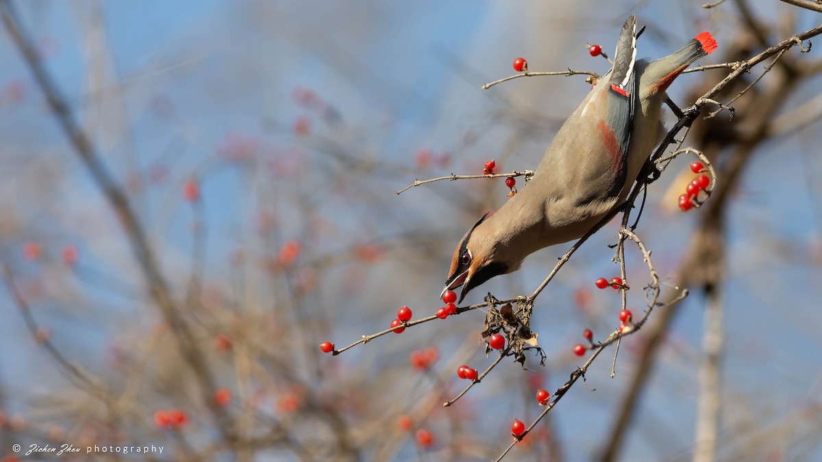 Japanese Waxwing - ML617600970