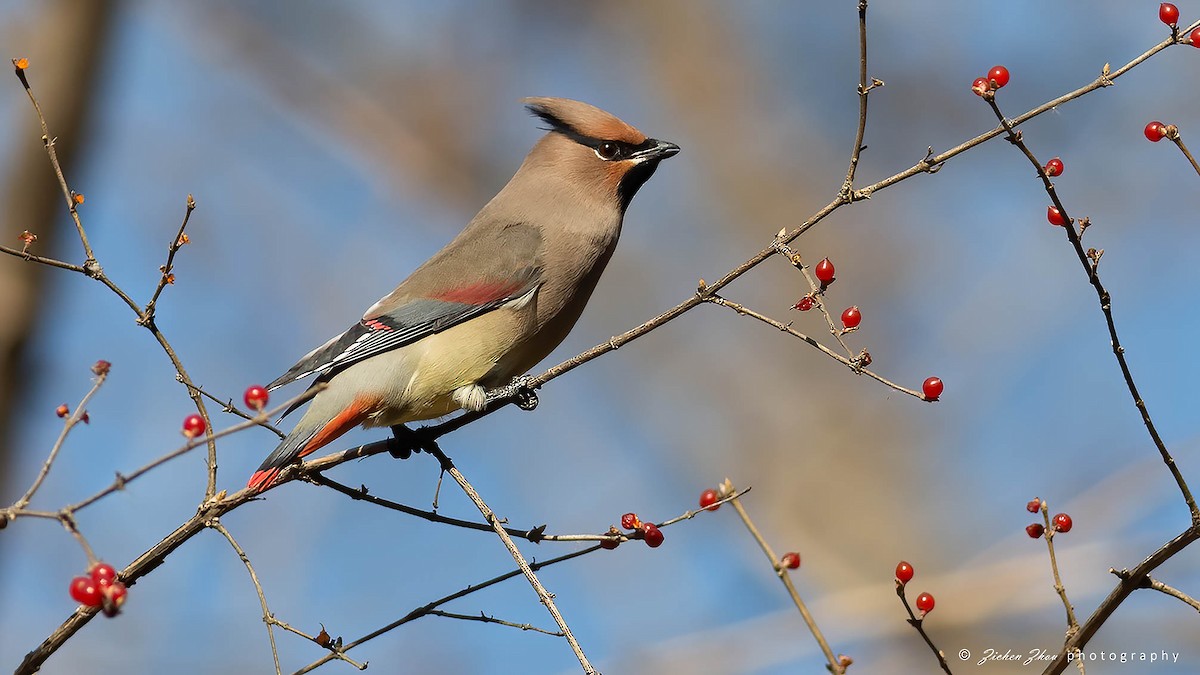 Japanese Waxwing - ML617600973