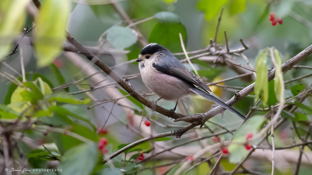 Silver-throated Tit - ML617600996