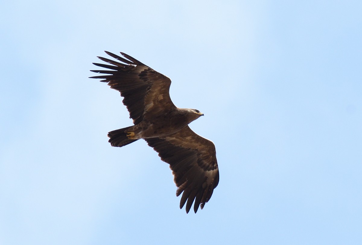 Lesser Spotted Eagle - Natalya Ostapova