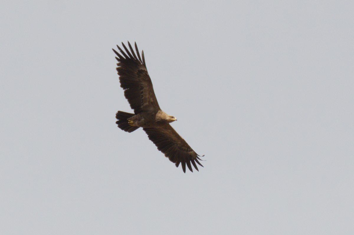 Lesser Spotted Eagle - ML617601005