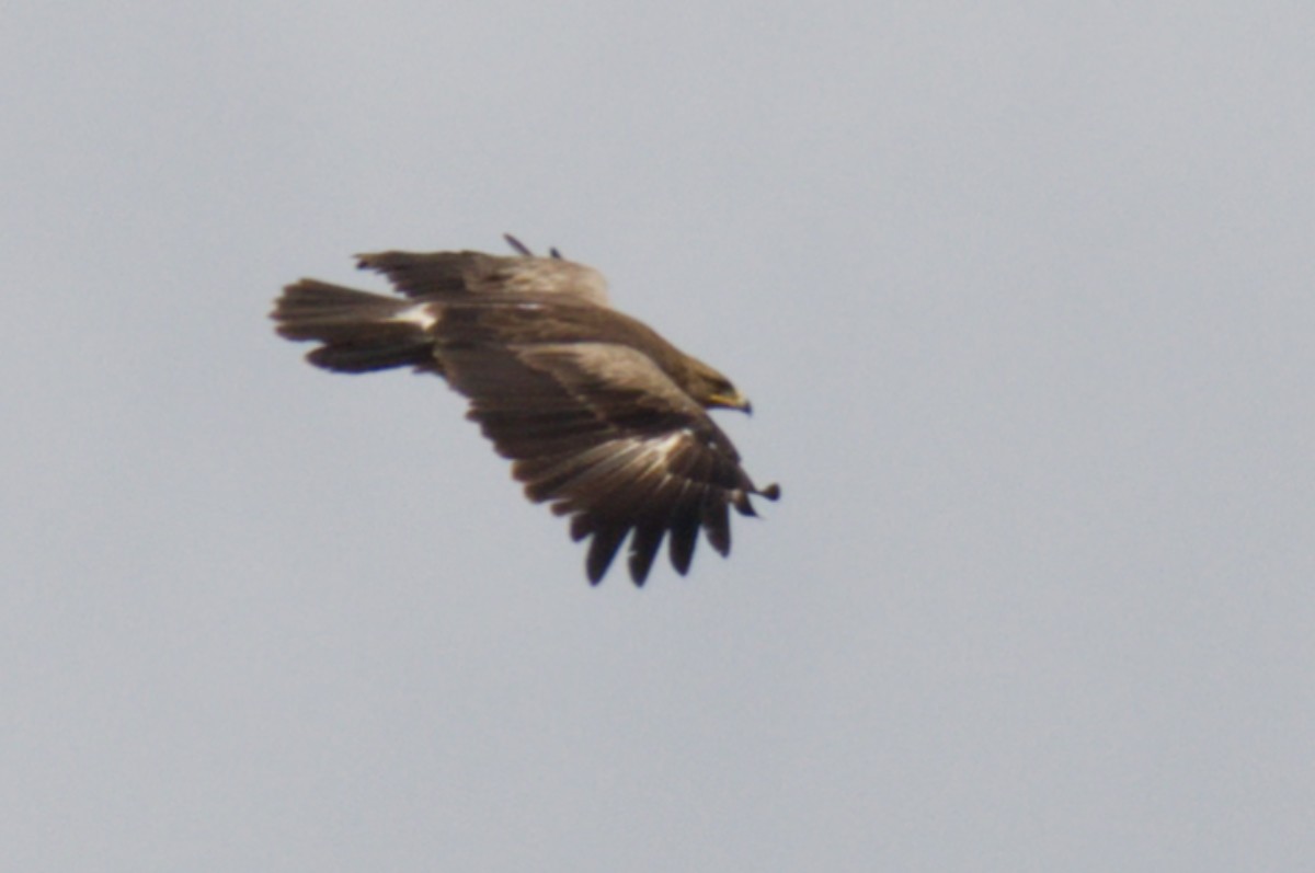 Lesser Spotted Eagle - ML617601007