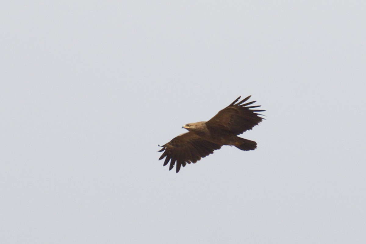 Lesser Spotted Eagle - ML617601008