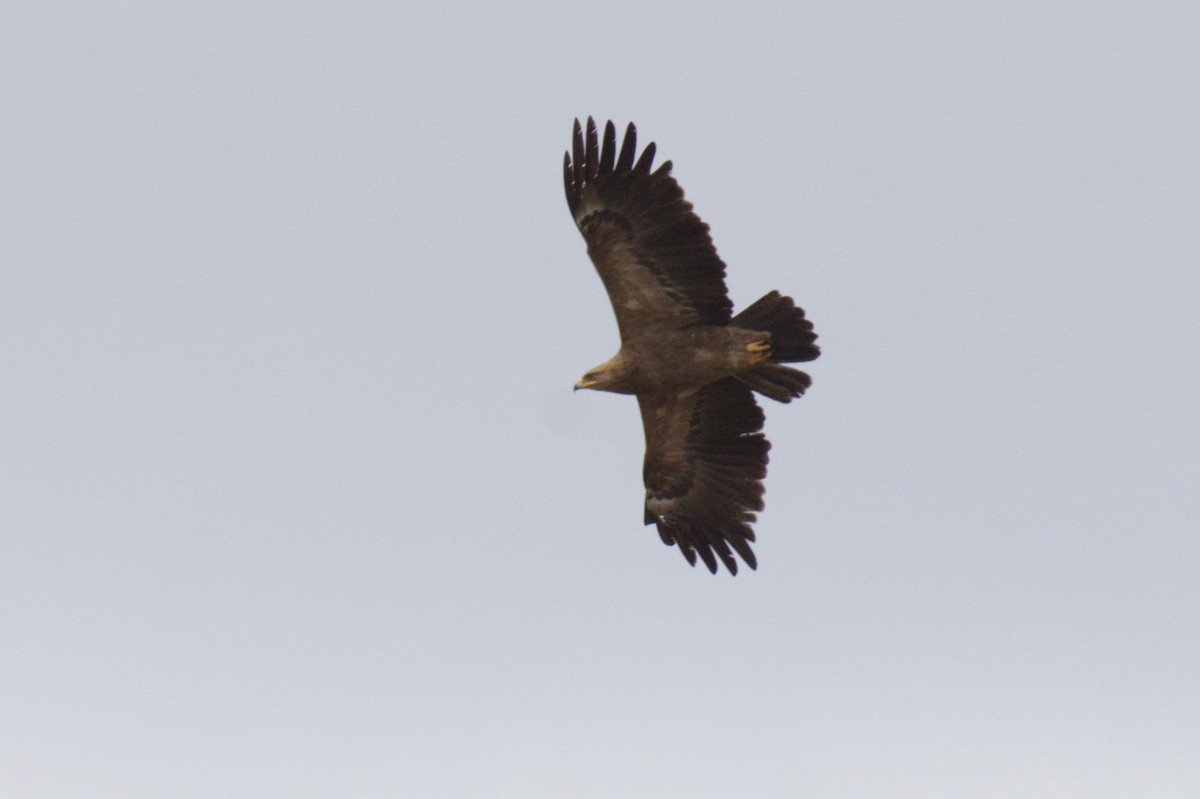Lesser Spotted Eagle - ML617601009