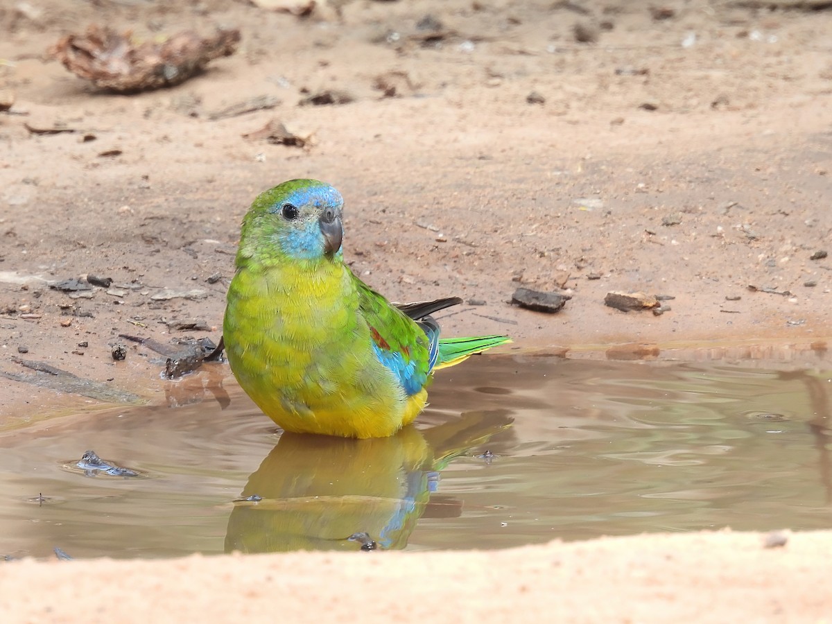 Turquoise Parrot - Robert Boehm