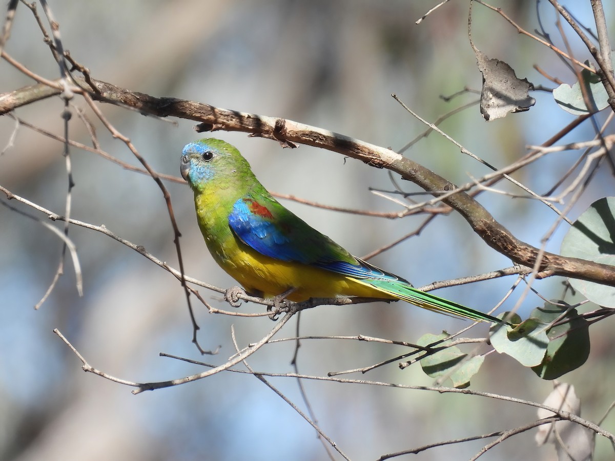 Turquoise Parrot - ML617601038