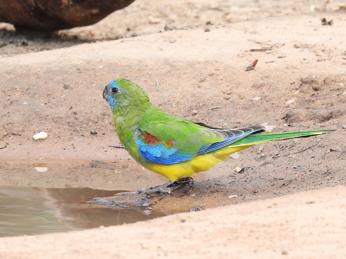 Turquoise Parrot - ML617601039