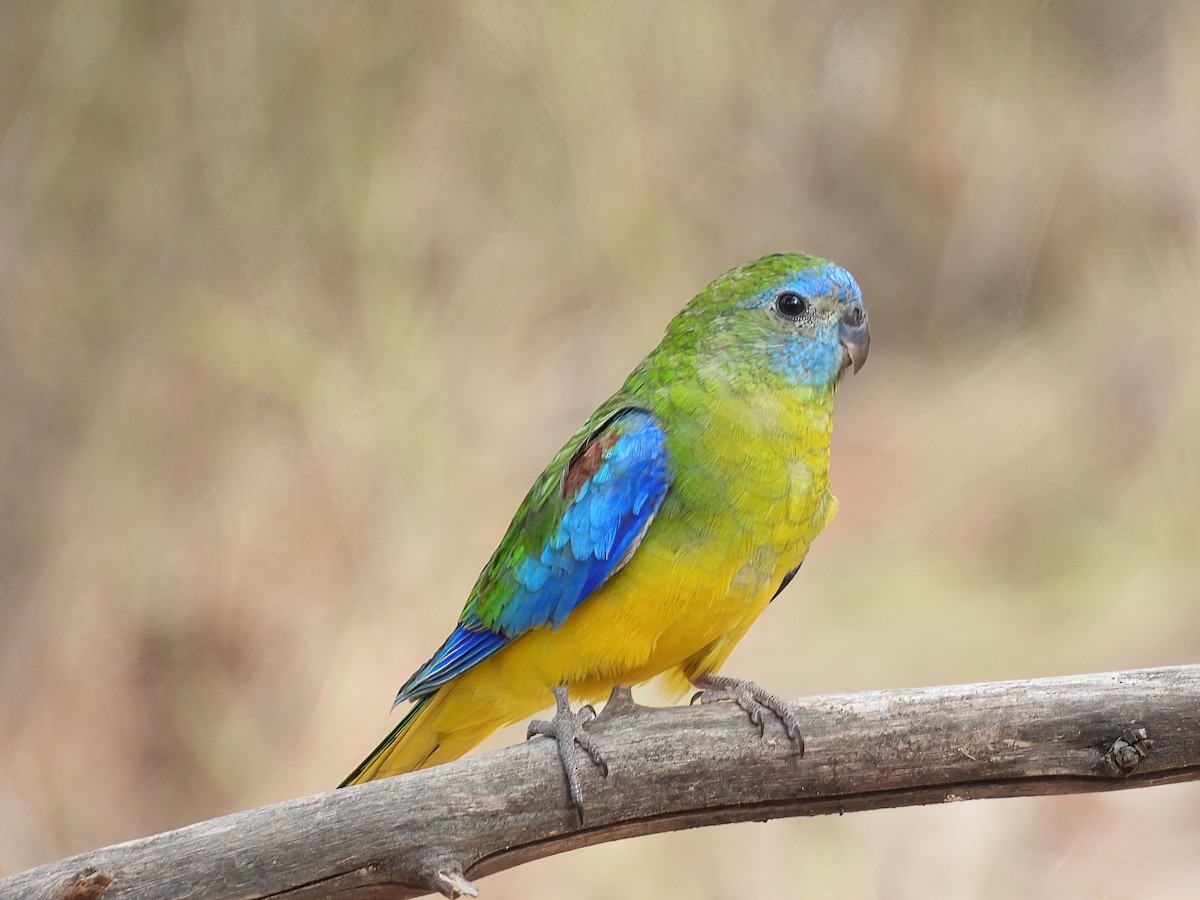 Turquoise Parrot - ML617601040