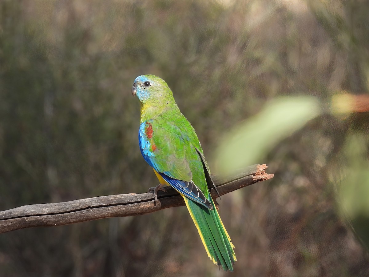 Turquoise Parrot - ML617601041
