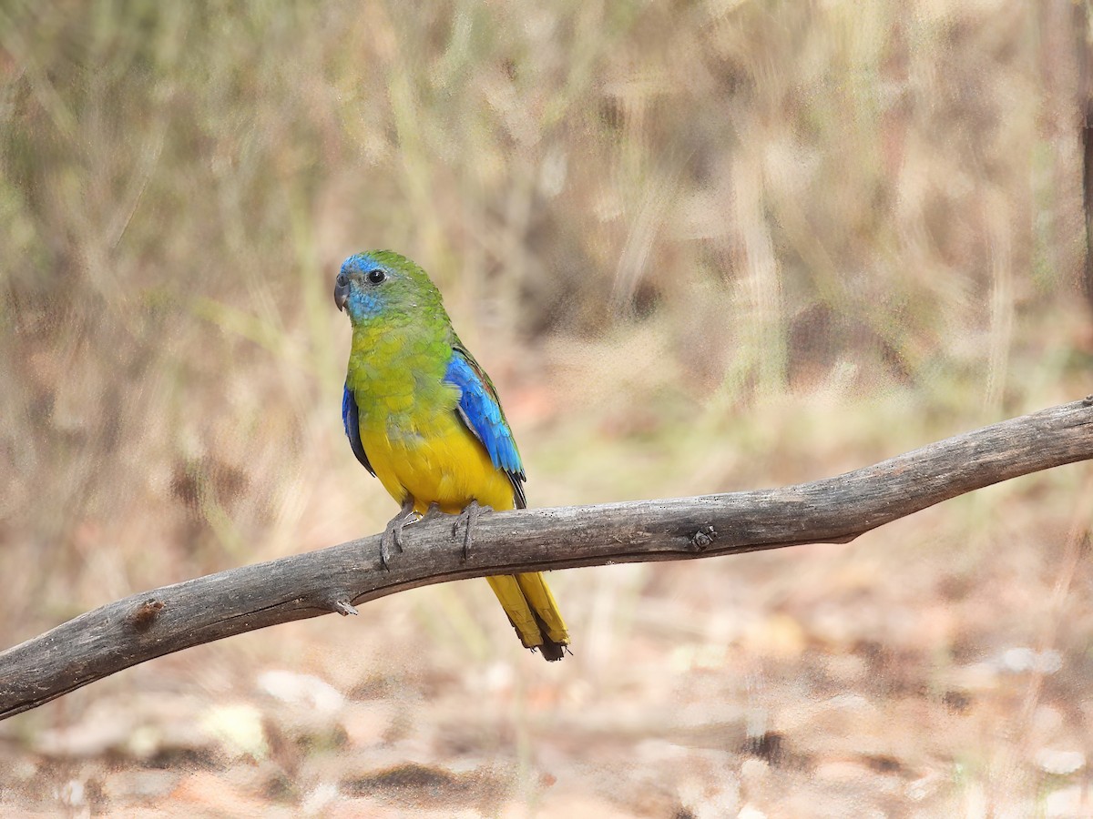 Turquoise Parrot - ML617601042