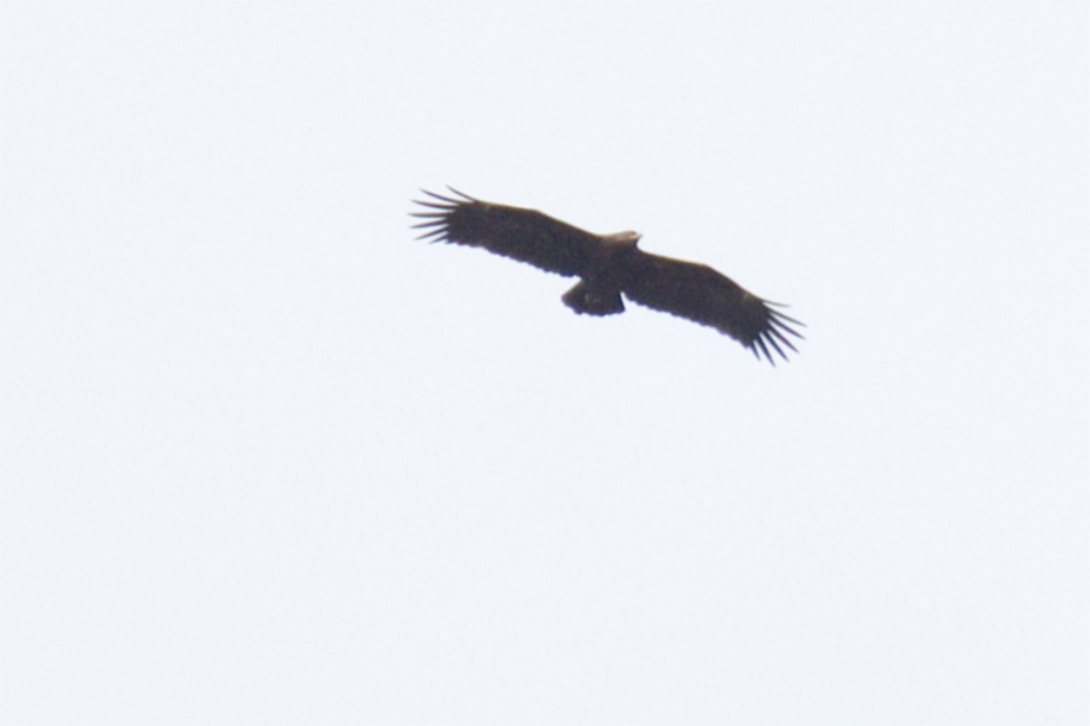 Greater Spotted Eagle - ML617601068
