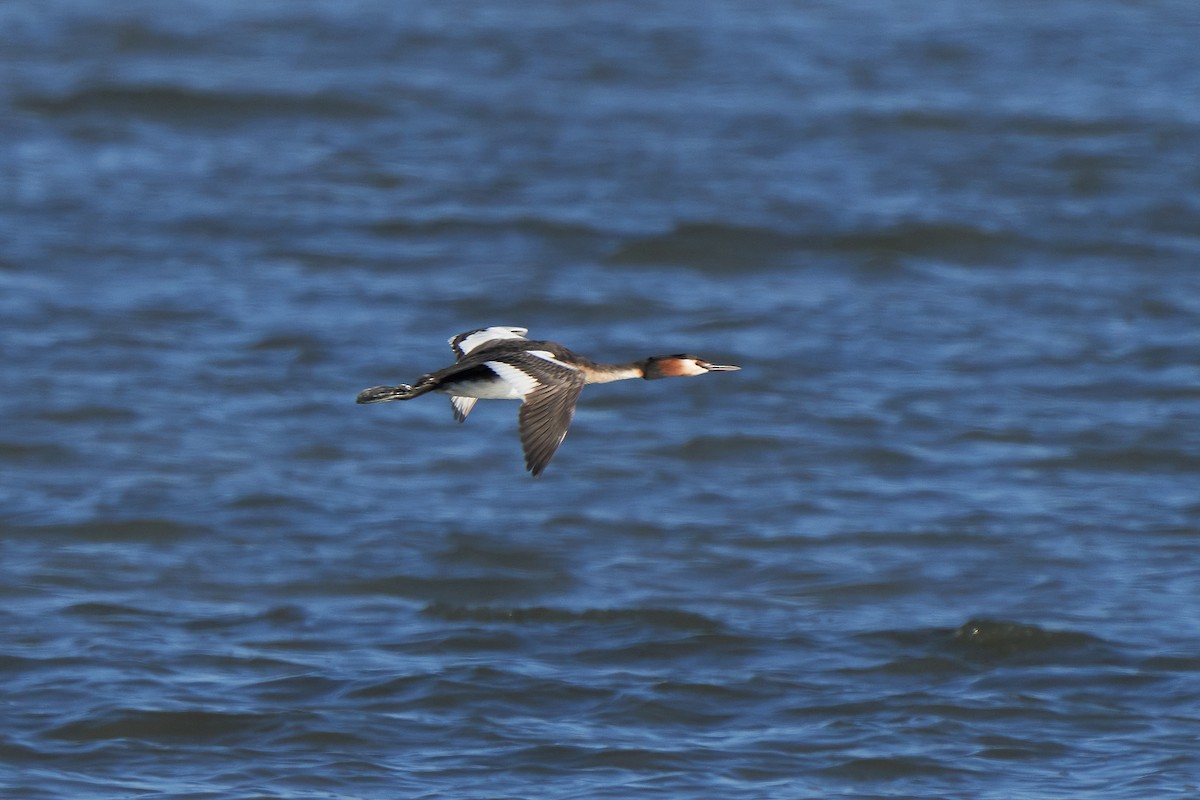 Great Crested Grebe - ML617601163