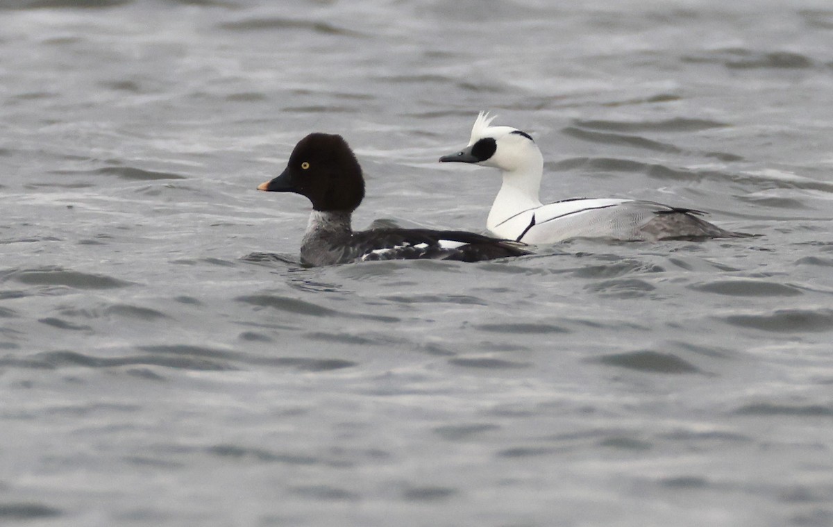 Smew - ray campbell