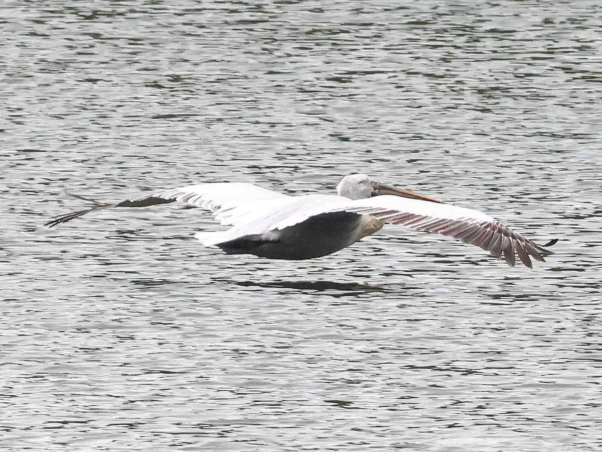 pelikán kadeřavý - ML617601208