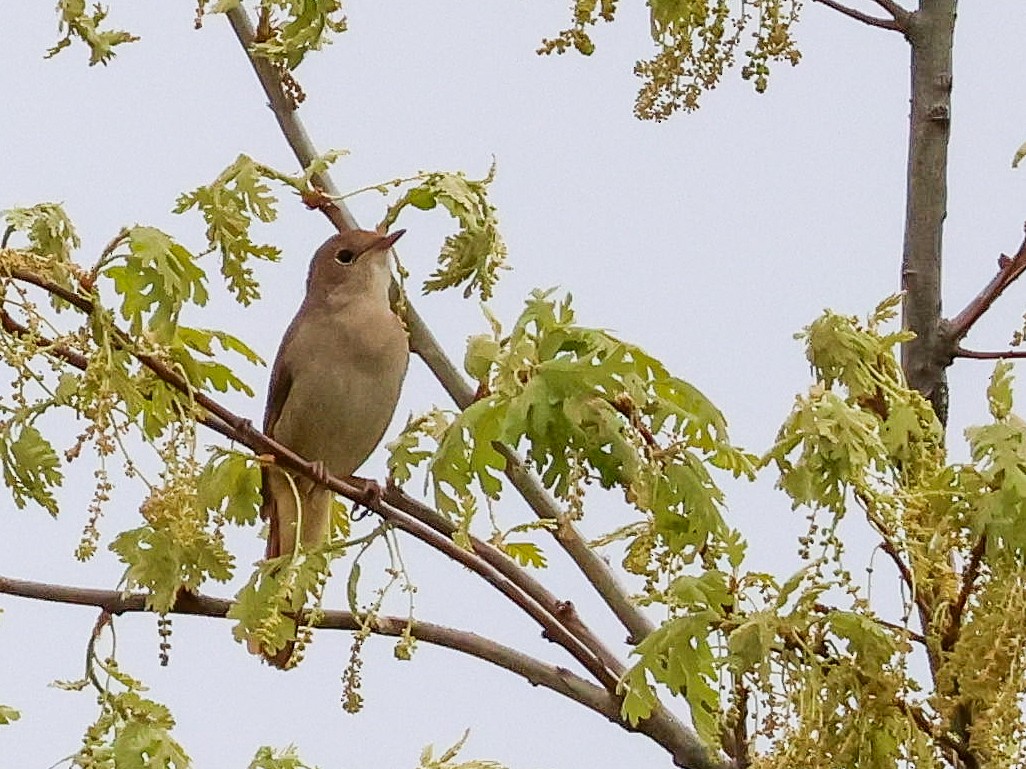 Common Nightingale - Muammer Ülker