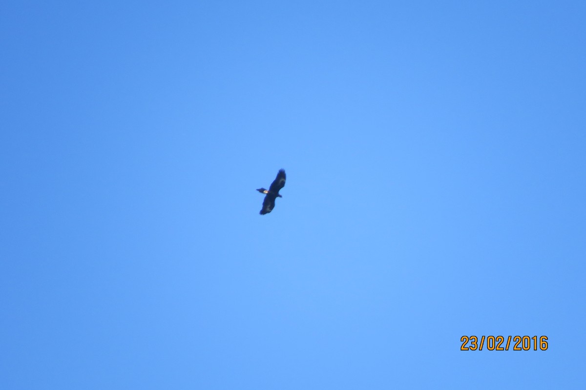 Wedge-tailed Eagle - ML617601238