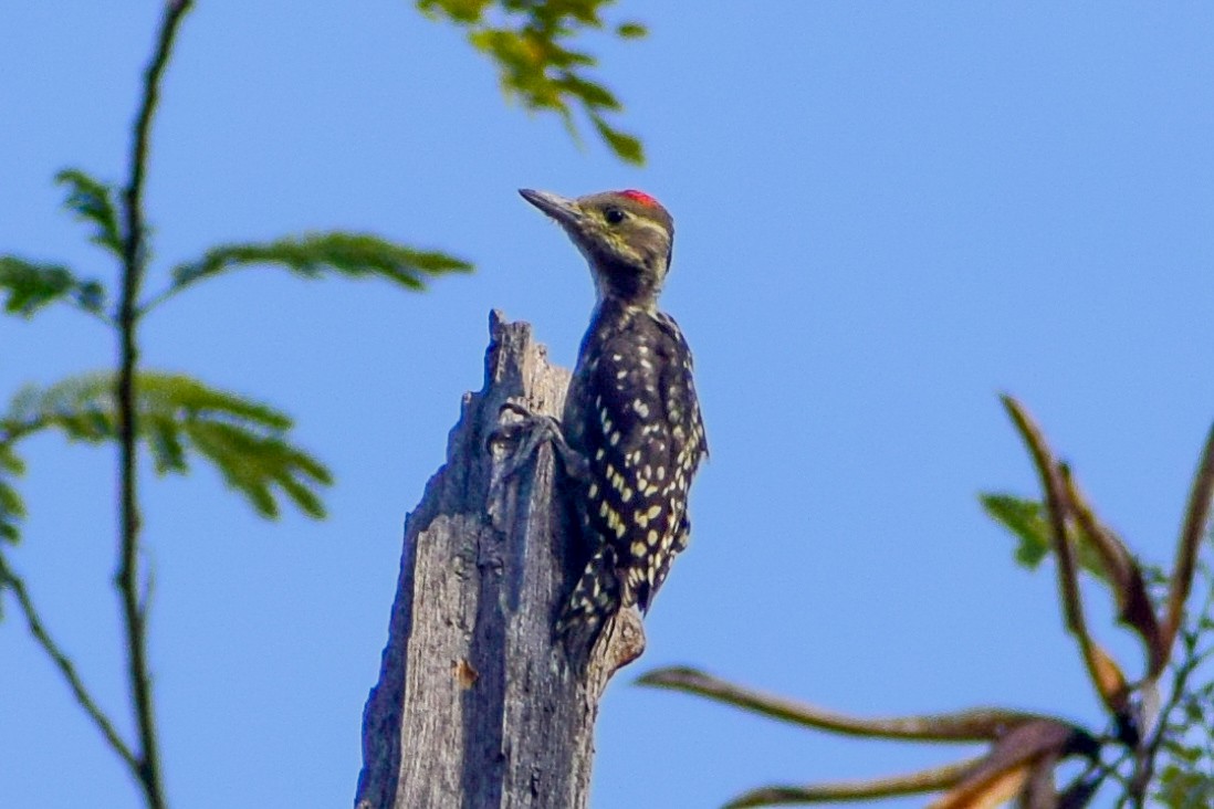 Yellow-crowned Woodpecker - ML617601270