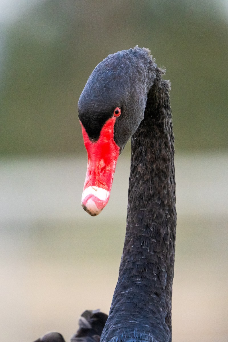 Black Swan - Duncan Henderson