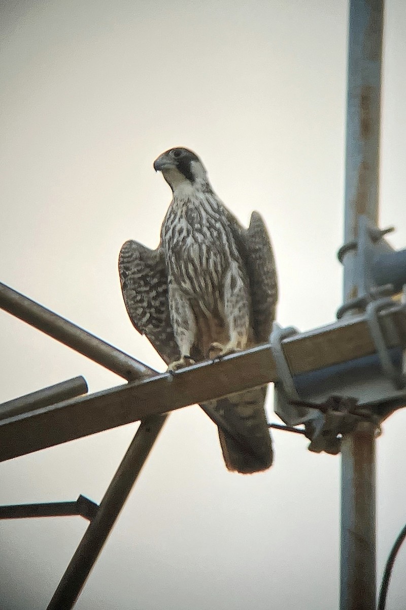 Peregrine Falcon (Tundra) - ML617601337
