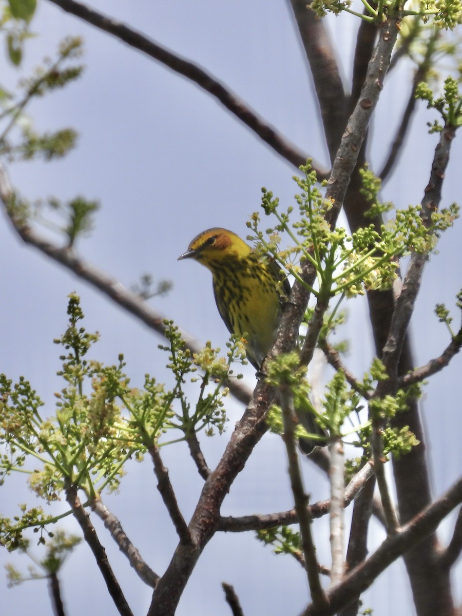 Cape May Warbler - ML617601338