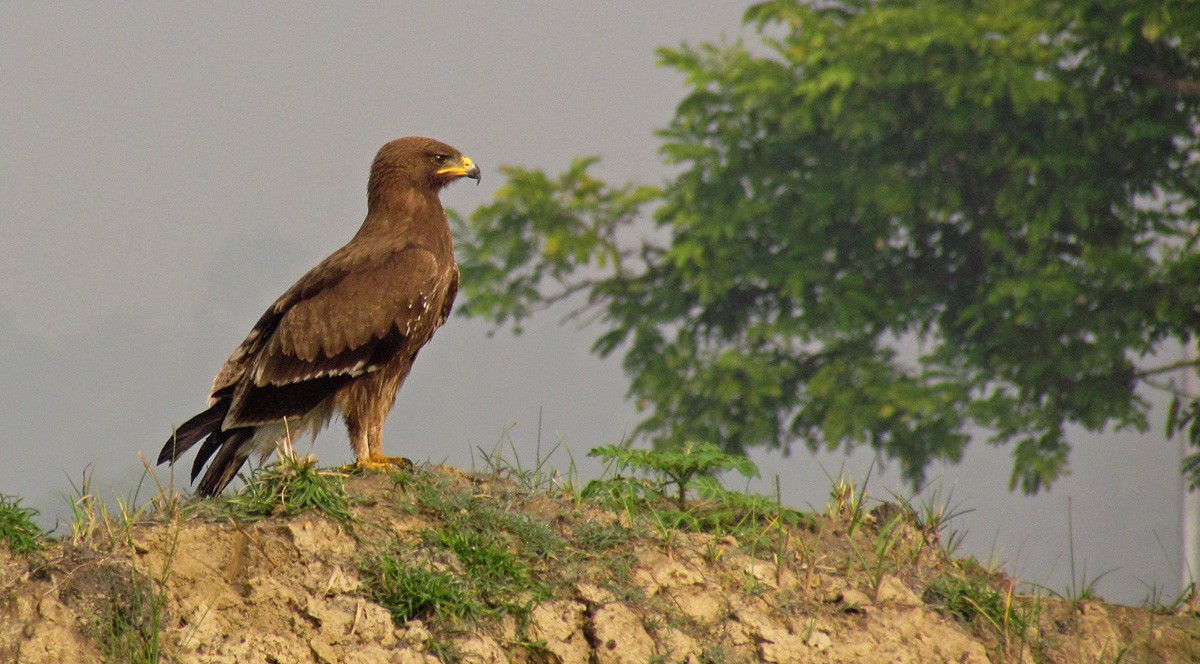 Indian Spotted Eagle - Avrajjal Ghosh