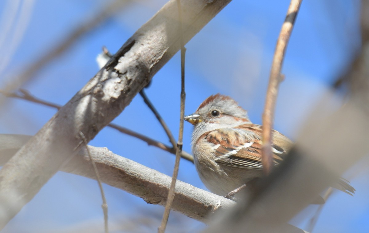 American Tree Sparrow - France Carbonneau