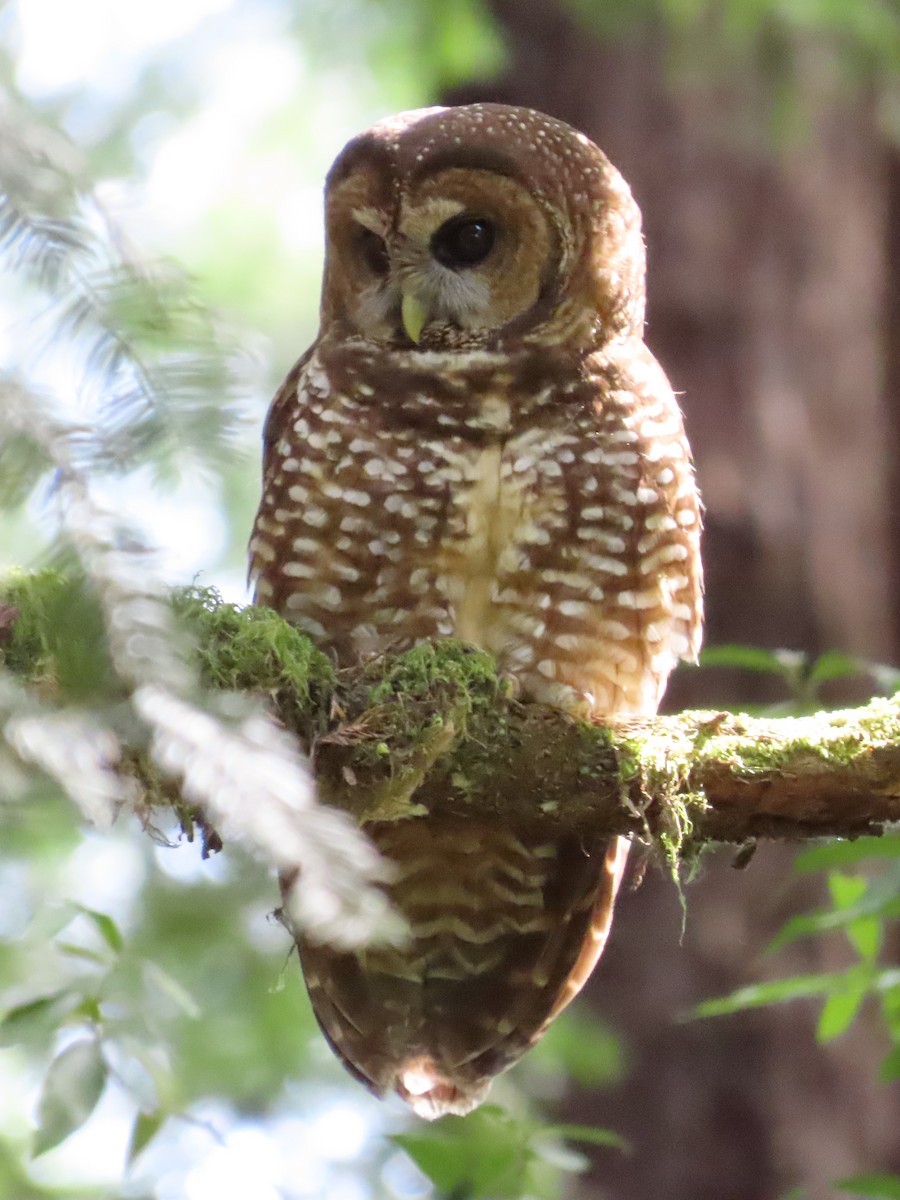 Spotted Owl - ML617601536