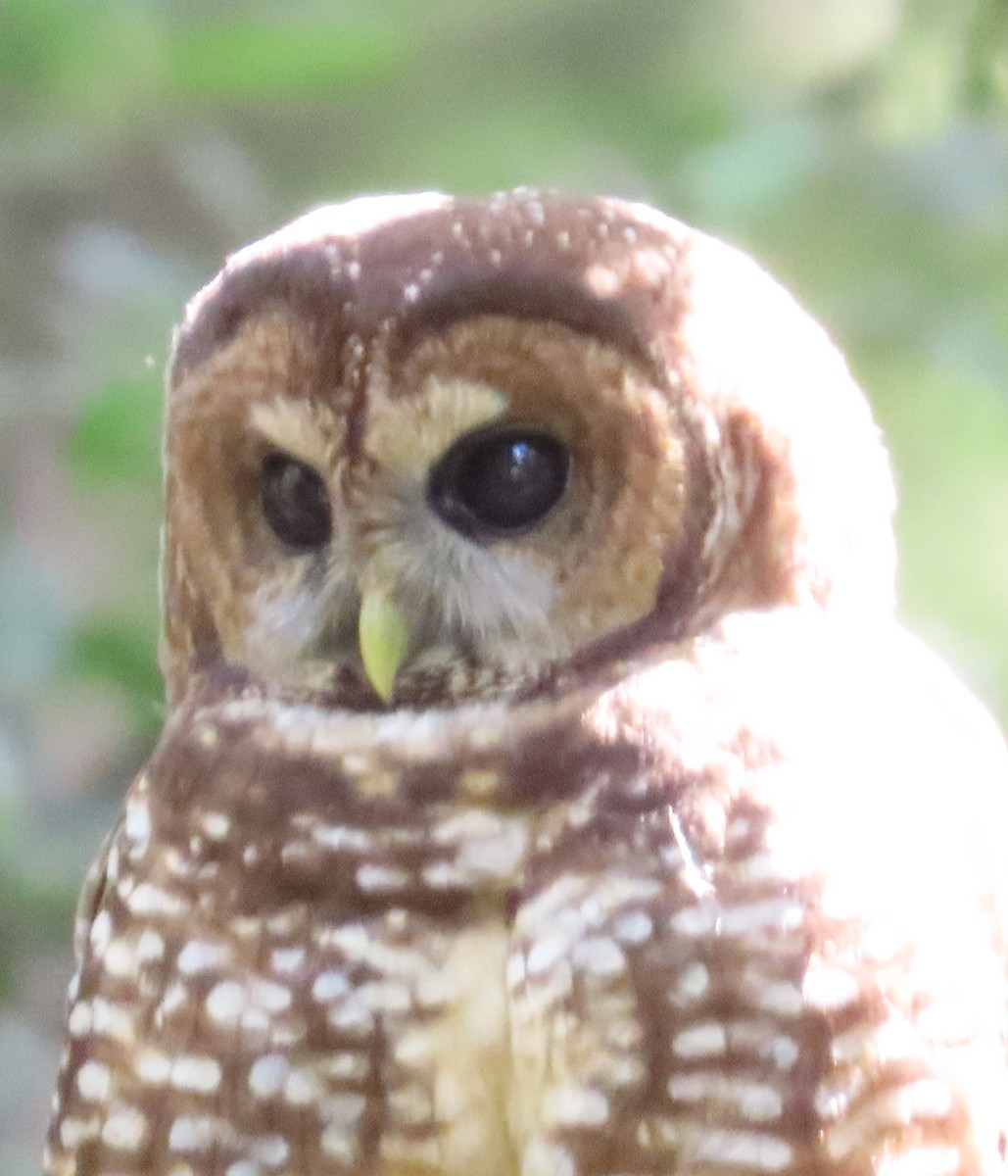 Spotted Owl - ML617601537