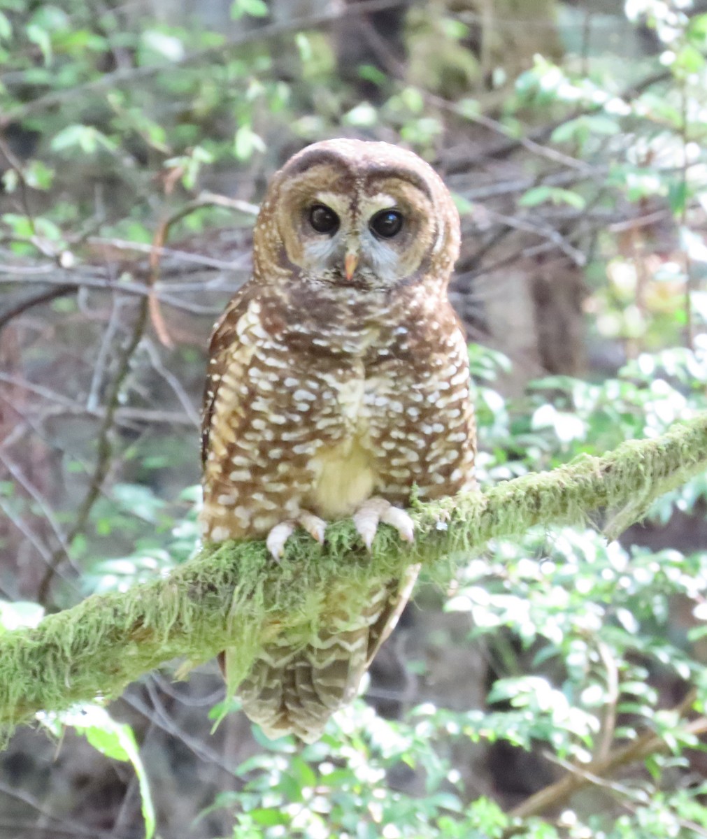 Spotted Owl - The Spotting Twohees