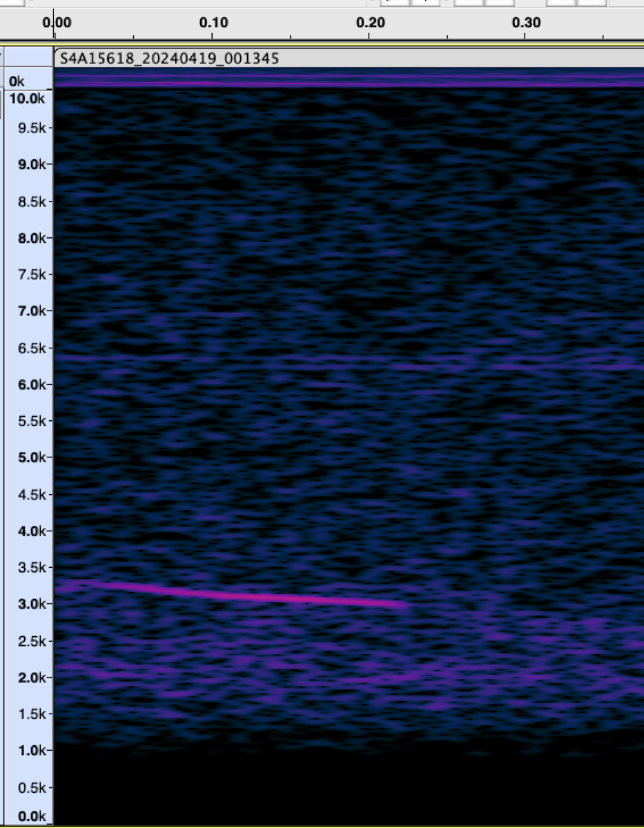 Münzevi Bülbül Ardıcı - ML617601549