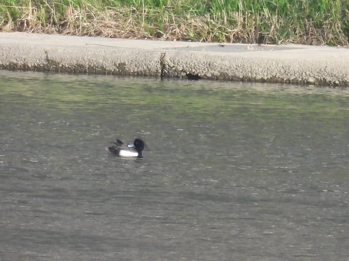 Tufted Duck - ML617601584