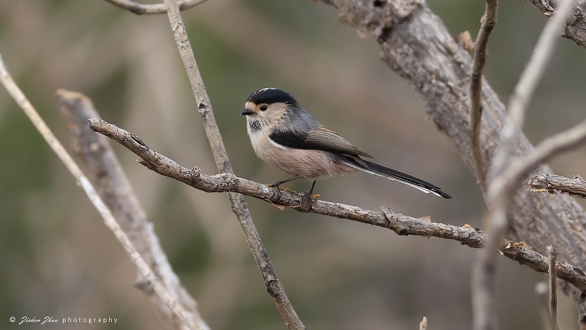 Silver-throated Tit - ML617601614