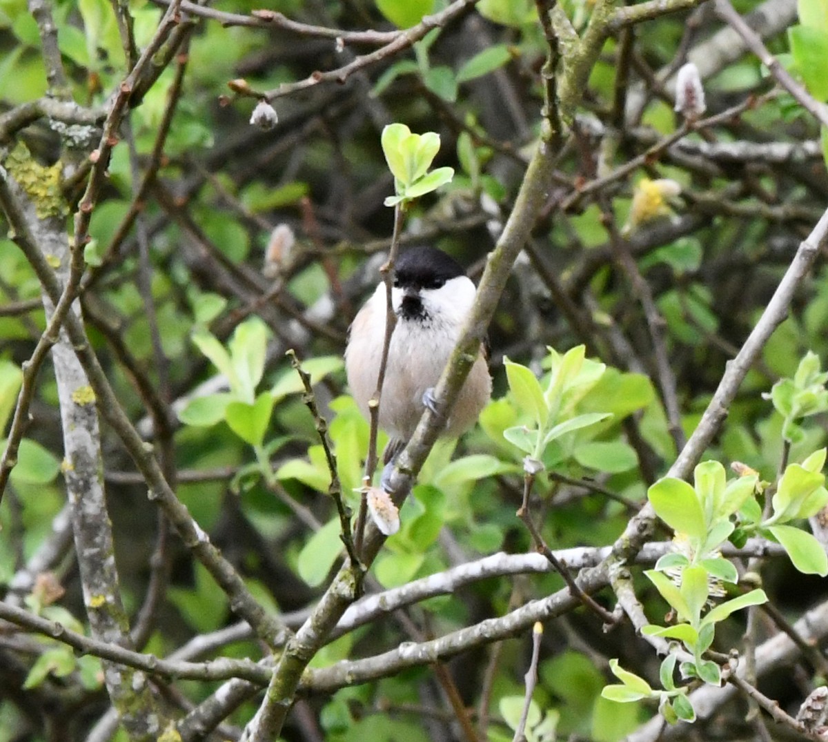 Willow Tit (Willow) - A Emmerson