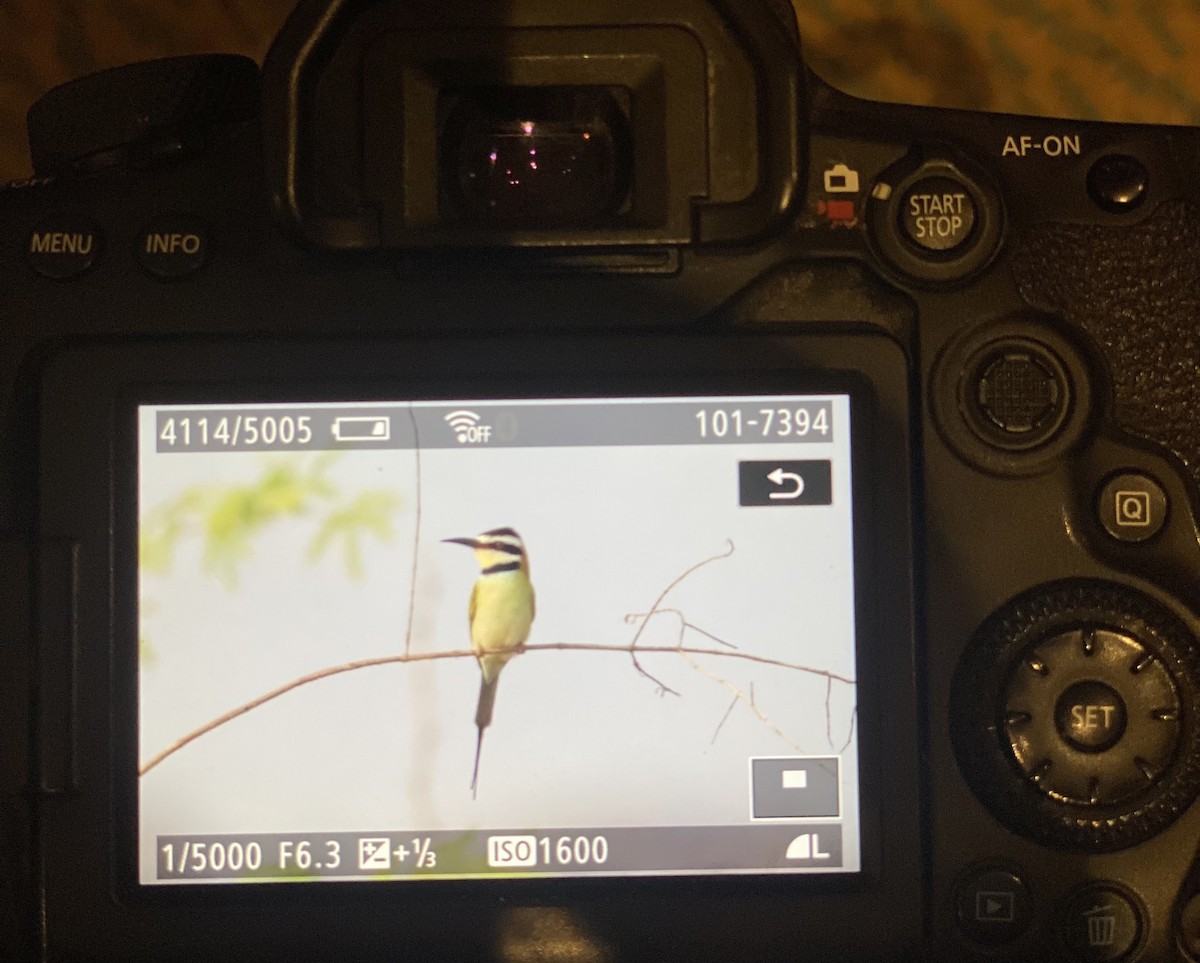 White-throated Bee-eater - ML617601625
