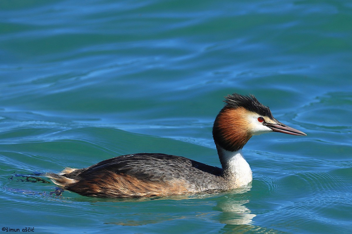 Great Crested Grebe - ML617601650