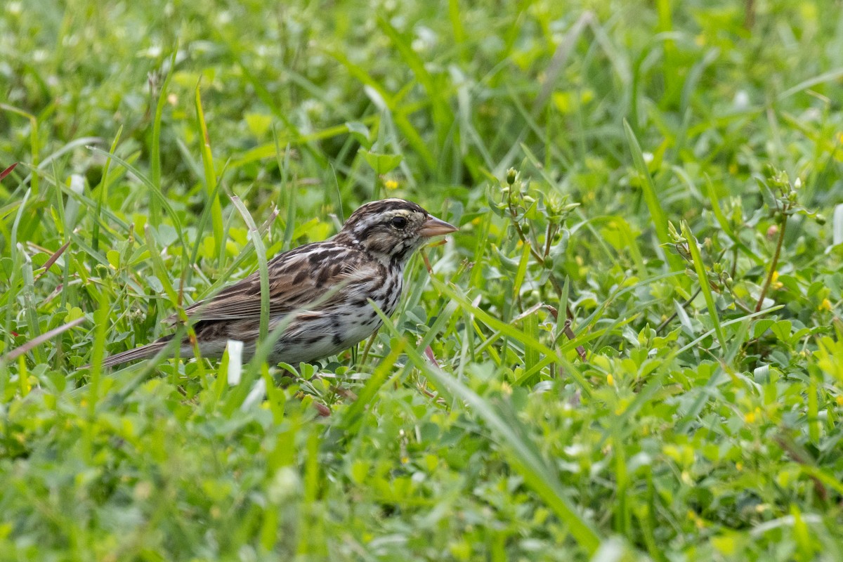Savannah Sparrow - ML617601652
