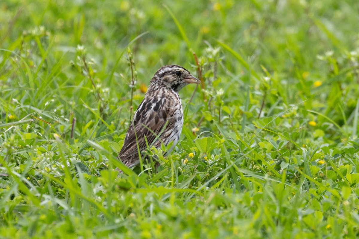 Savannah Sparrow - ML617601653